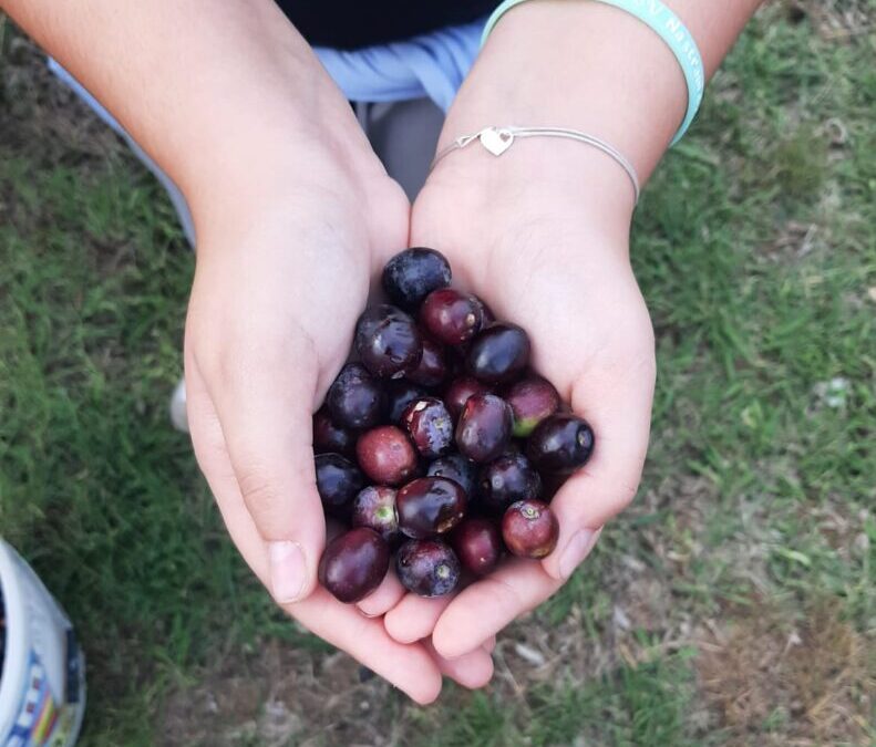 Kad se male ruke slože… branje maslina u našoj školi